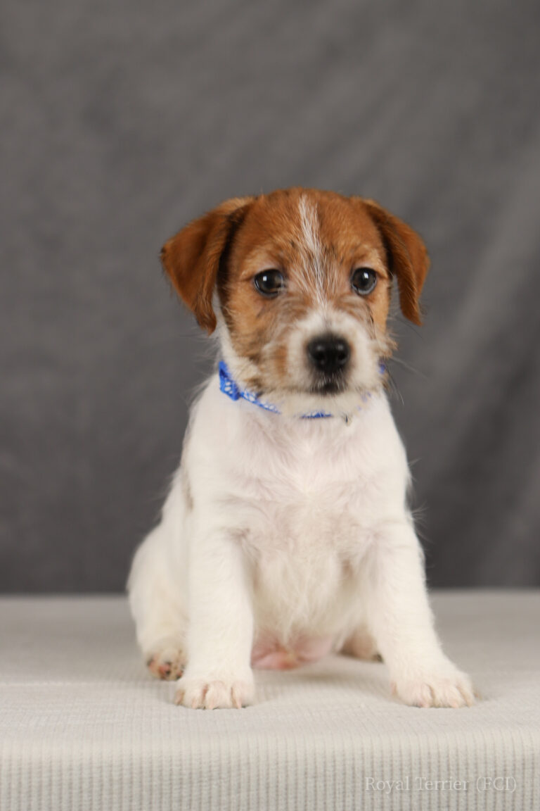 jack russell terrier