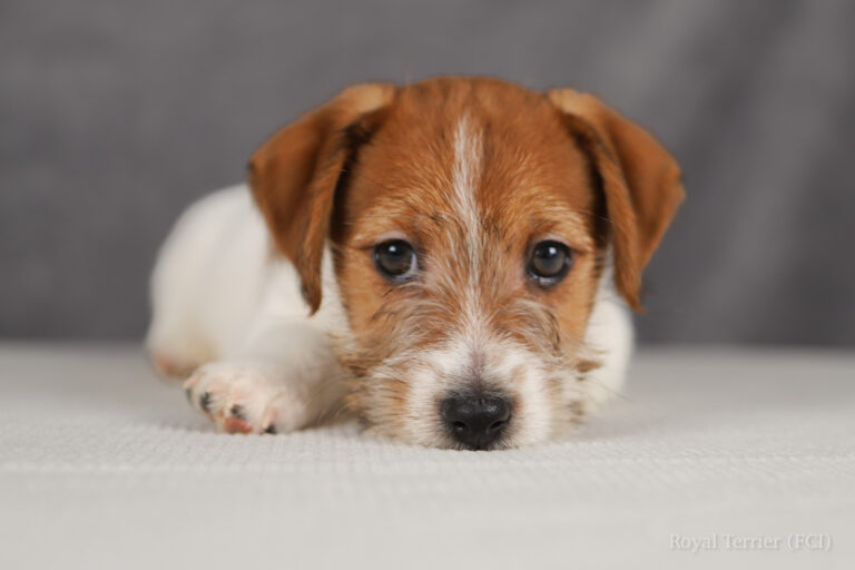 jack russell terrier
