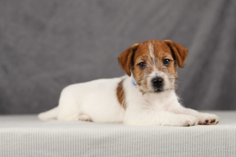 jack russell terrier