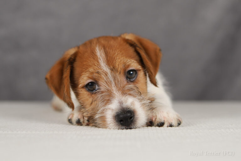 jack russell terrier