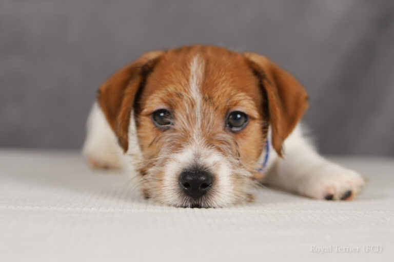 jack russell terrier