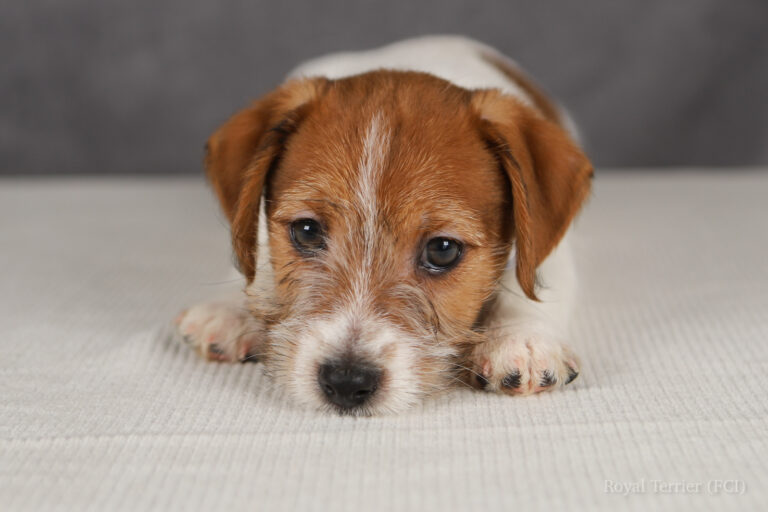 jack russell terrier