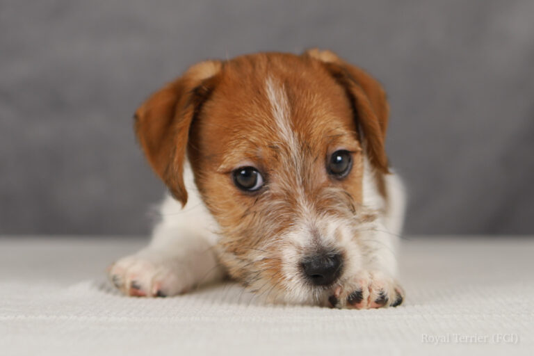 jack russell terrier