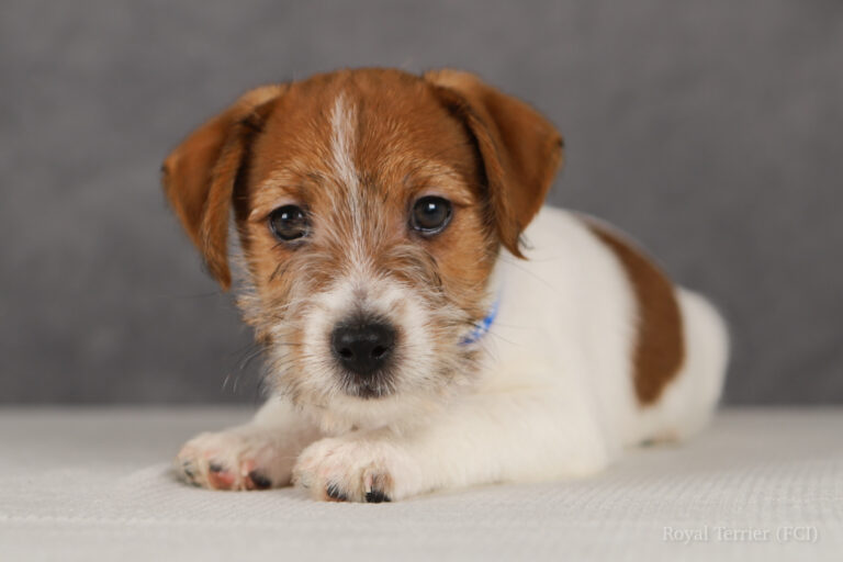 jack russell terrier
