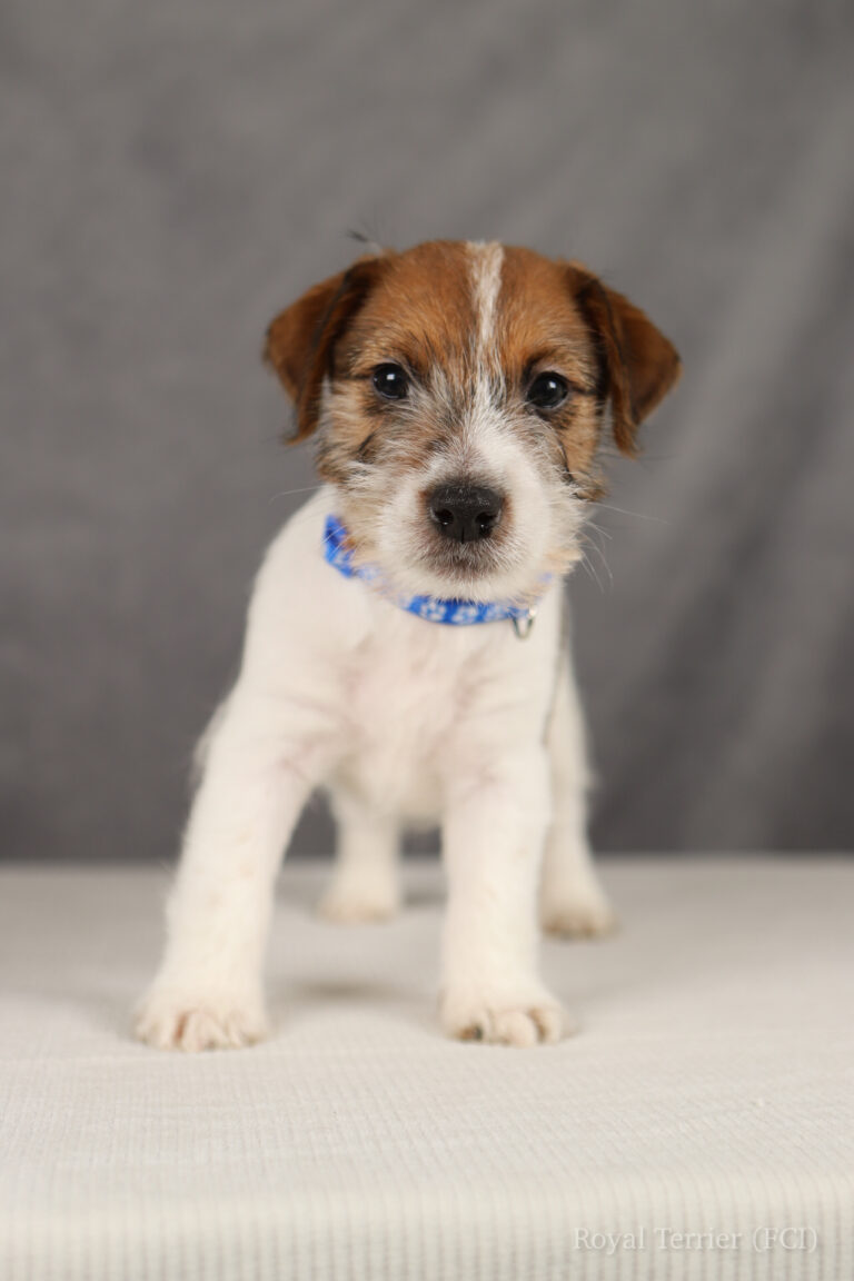 jack russell terrier