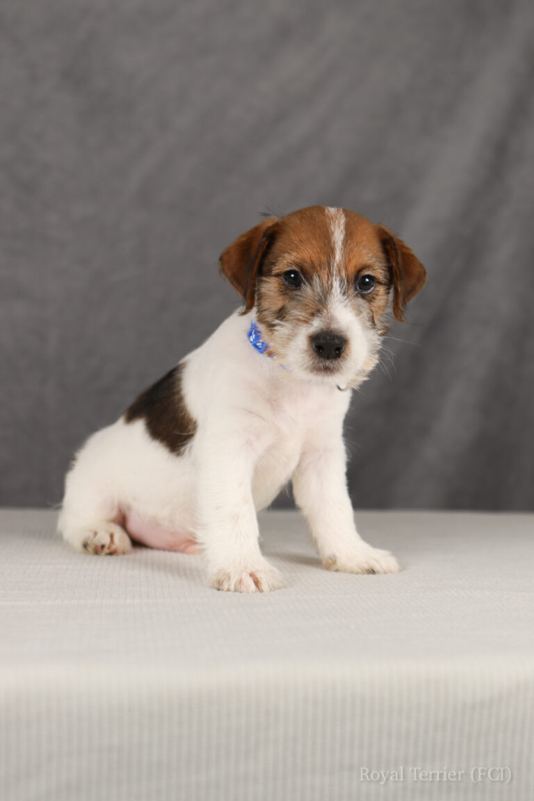 jack russell terrier