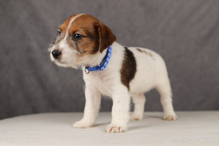 jack russell terrier