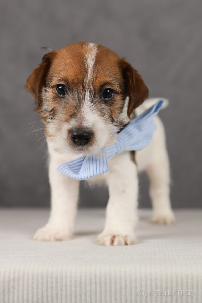 jack russell terrier