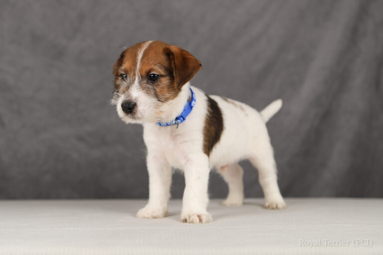jack russell terrier
