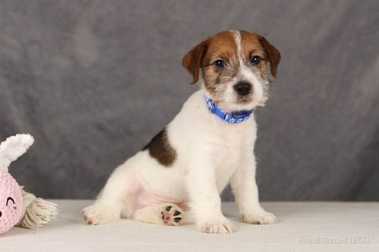 jack russell terrier