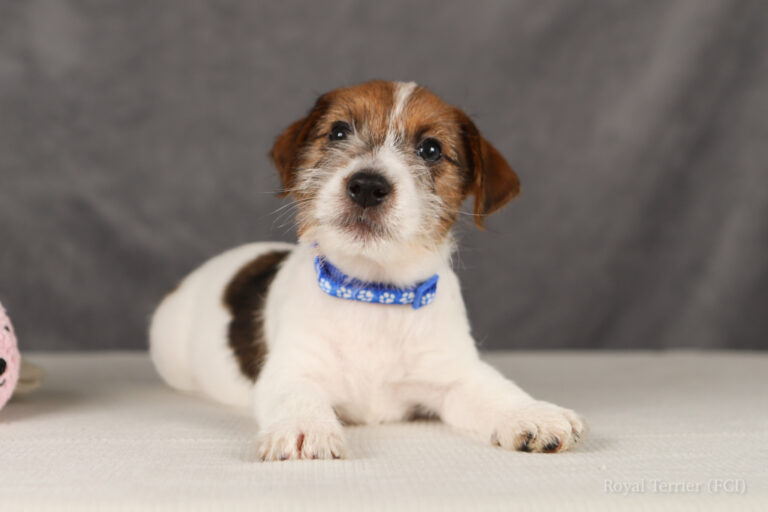 jack russell terrier
