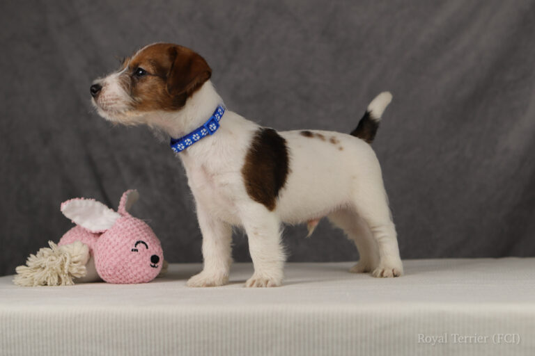 jack russell terrier