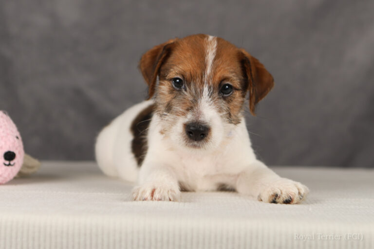 jack russell terrier