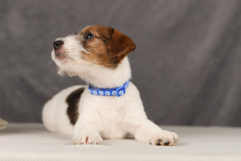 jack russell terrier