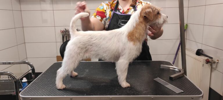 jack russell terrier
