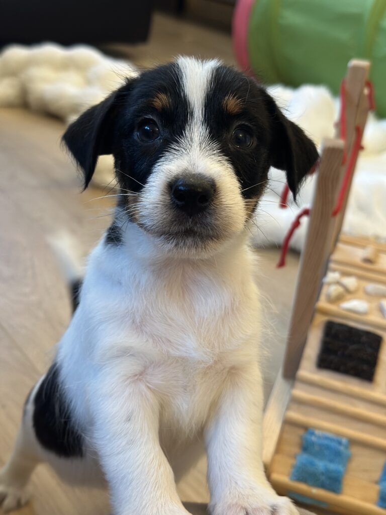 jack russell terrier