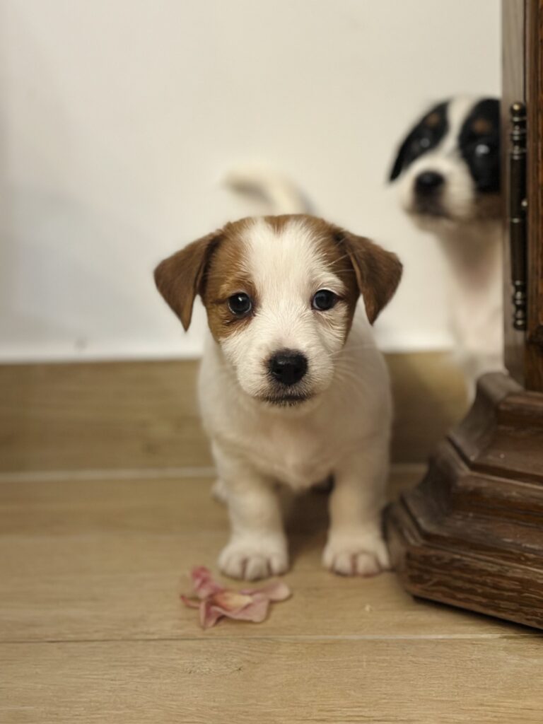 jack russell terrier