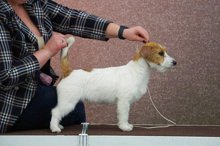 jack russell terrier
