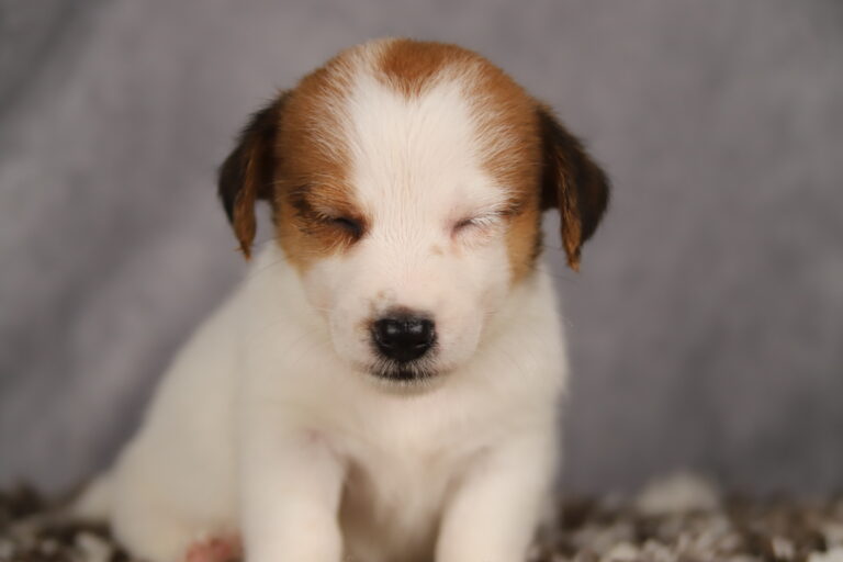 jack russell terrier