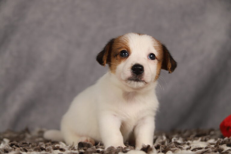 jack russell terrier