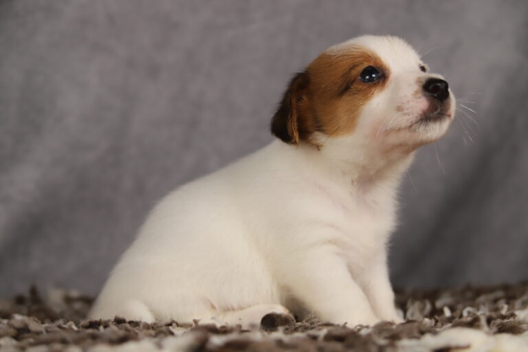 jack russell terrier