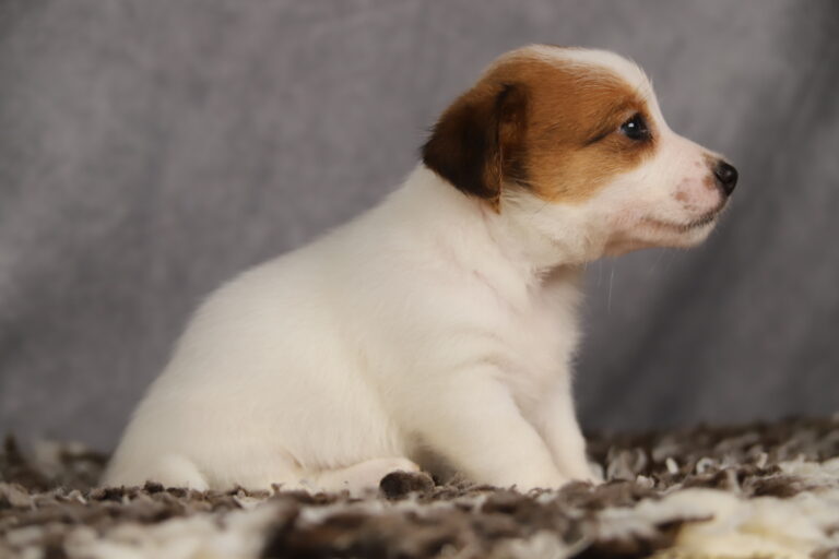jack russell terrier