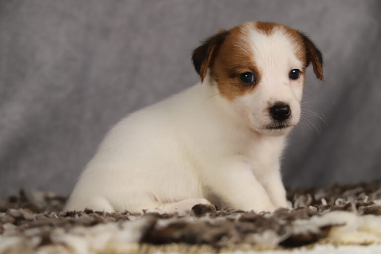 jack russell terrier