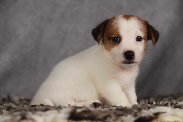 jack russell terrier