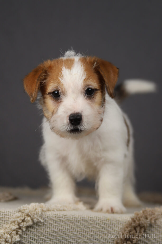 jack russell terrier