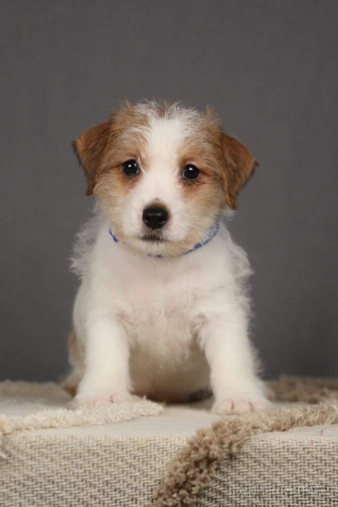jack russell terrier
