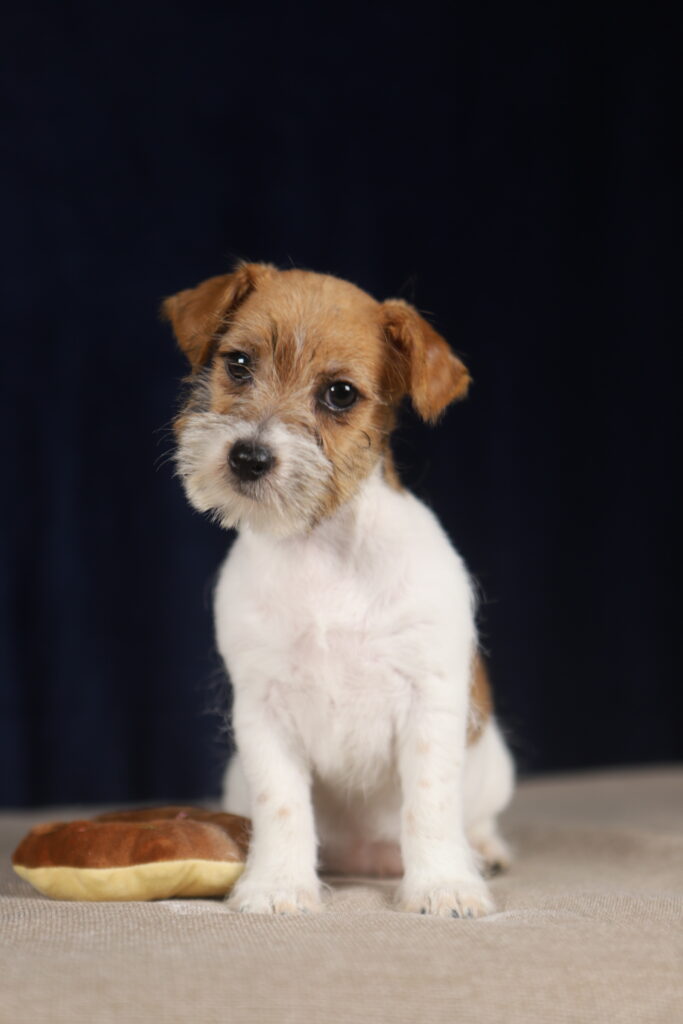 jack russell terrier