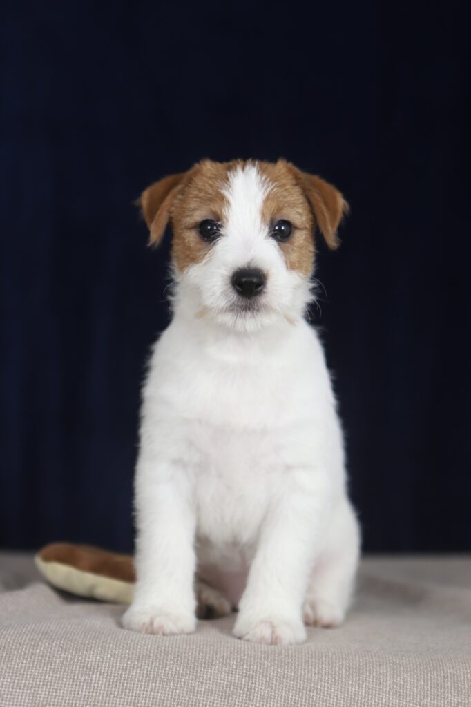 jack russell terrier