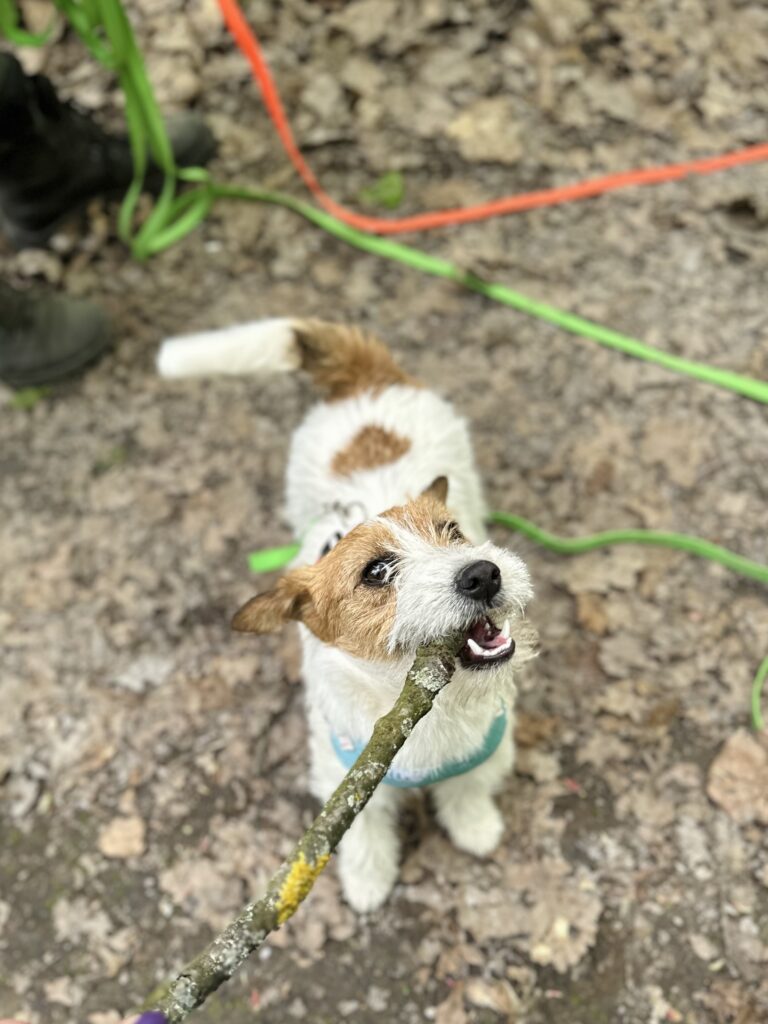 jack russell terrier