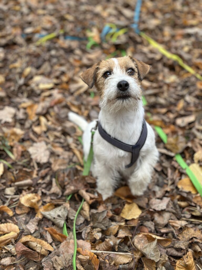 jack russell terrier