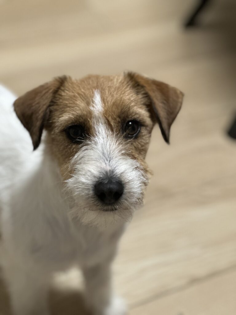 jack russell terrier