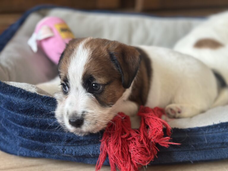 jack russell terrier