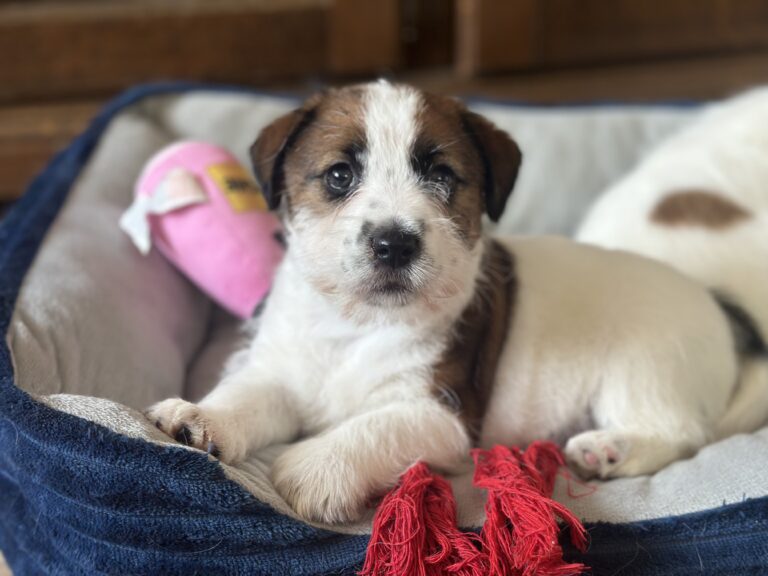 jack russell terrier