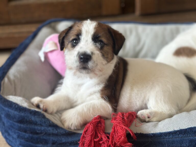 jack russell terrier