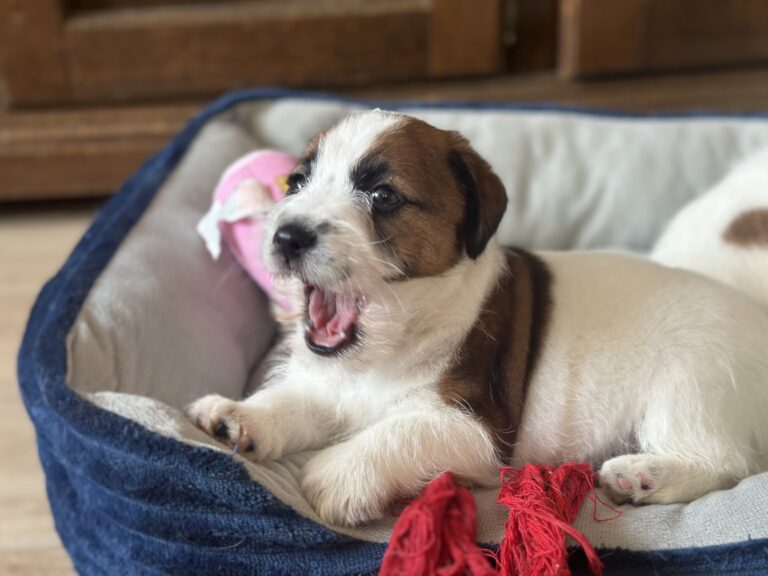 jack russell terrier