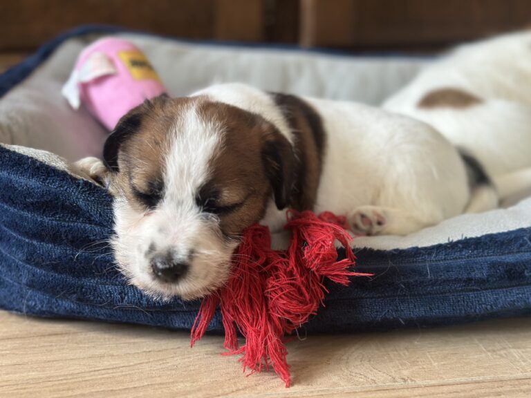 jack russell terrier