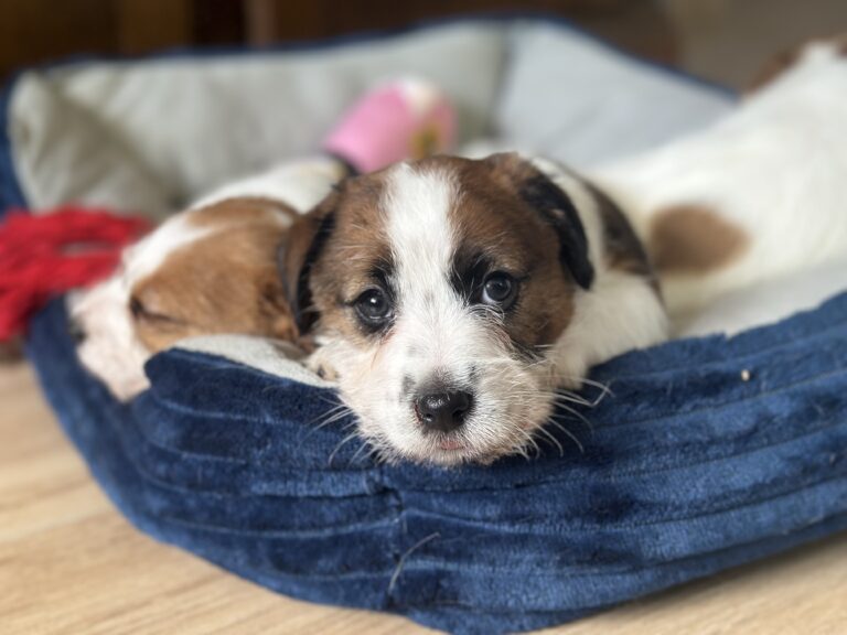 jack russell terrier