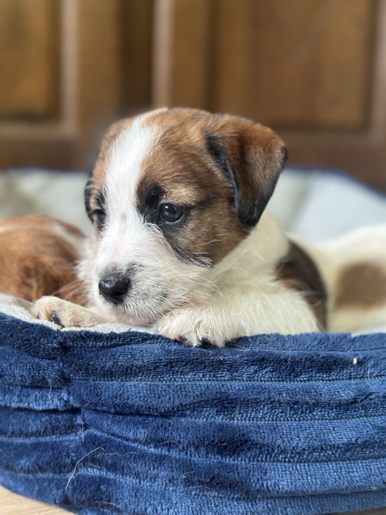 jack russell terrier