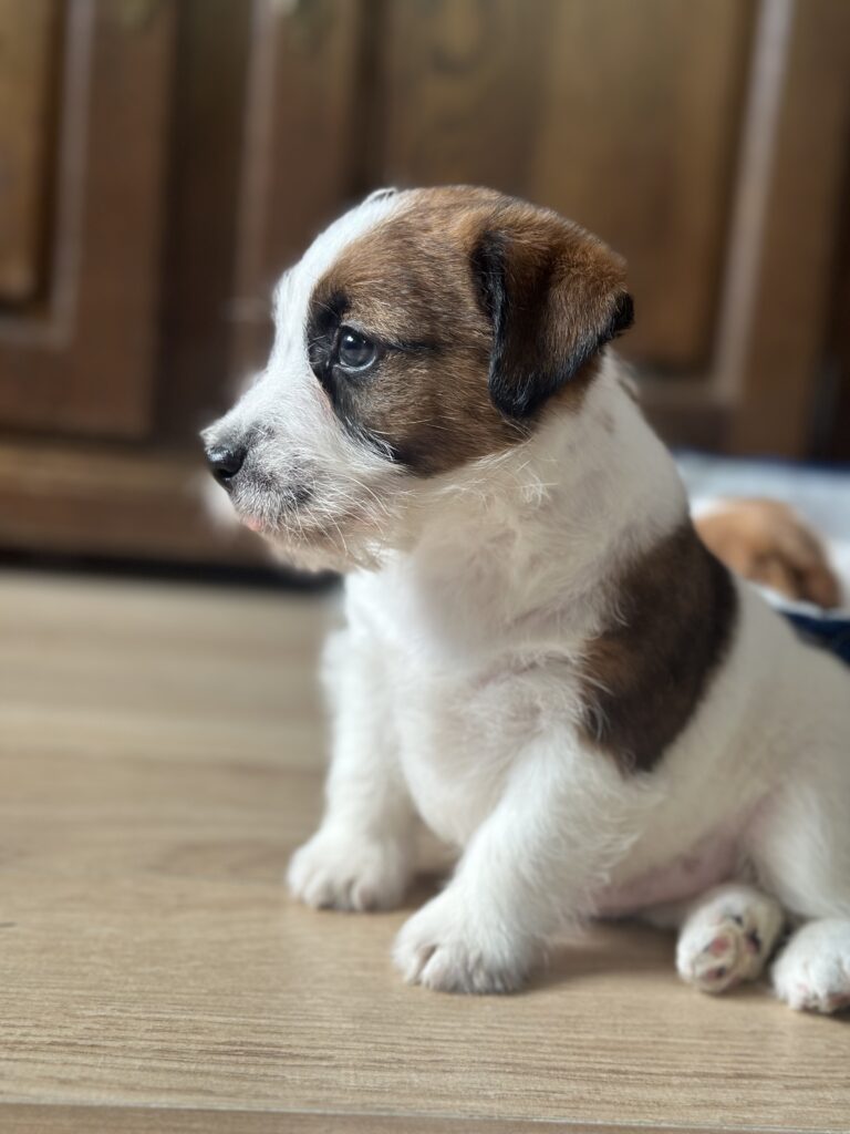 jack russell terrier
