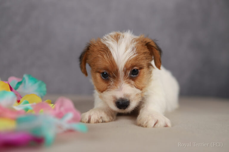 jack russell terrier