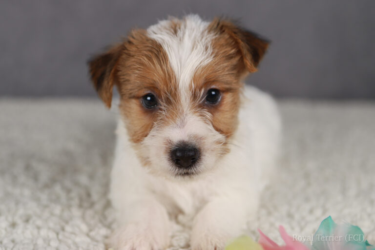 jack russell terrier