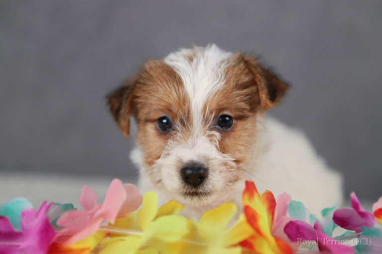 jack russell terrier