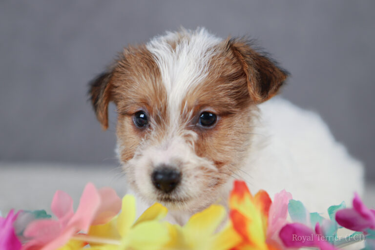 jack russell terrier