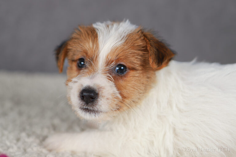 jack russell terrier