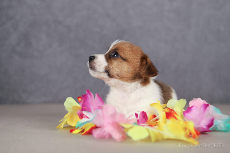 jack russell terrier