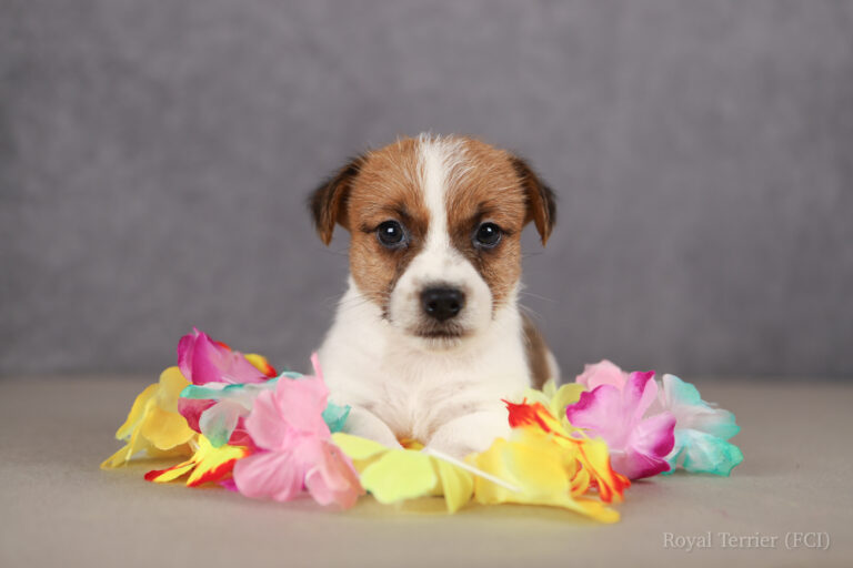 jack russell terrier